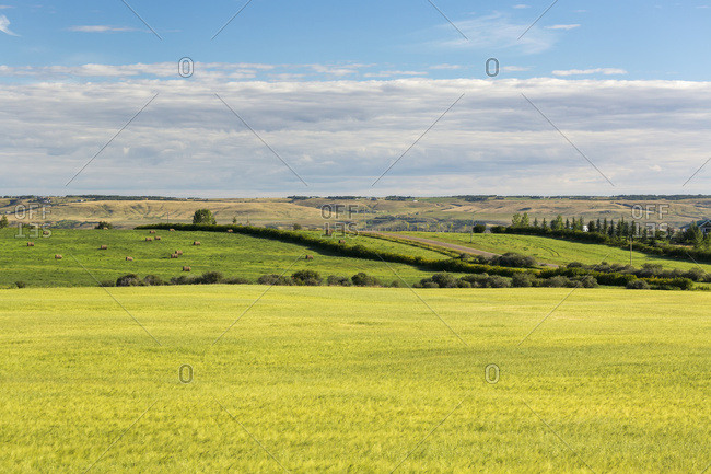 Semi-Ripe Grain Field With Rolling Green Fields In The Background With Blue Sky And Clouds On The Horizon; Alberta, Canada