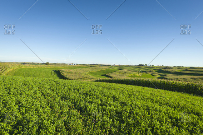 Alfalfa Fields And Corn Fields Are Terraced Among Dairy Farms; Iowa, United States Of America