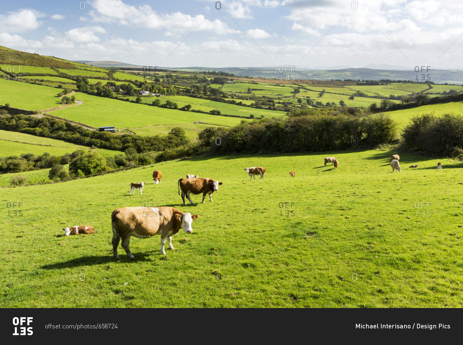 Fields count. Grazing. Overgrazing pasture. Graze Cattle. Cattle overgrazing презентация.