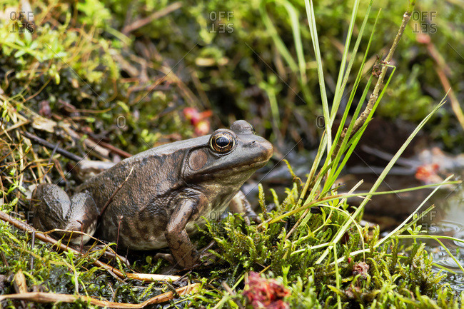 Green Frog (Rana Clamitans Melanota); Pointe-Des-Cascades, Quebec, Canada