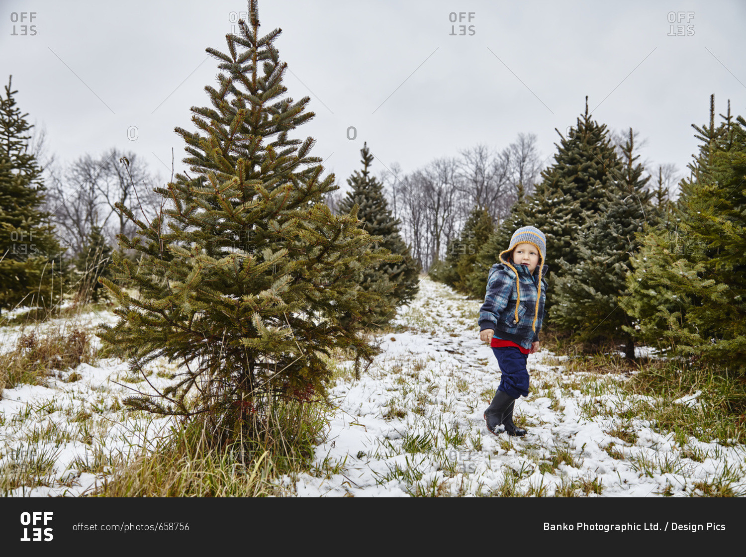 Young Boy Walking Through Christmas Tree Farm; Stoney Creek, Ontario, Canada