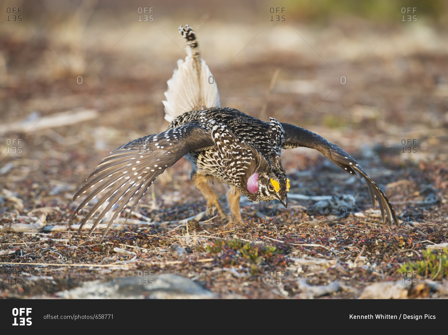 Male Sharp-Tailed Grouse Struts During Spring Mating Dance, Interior Alaska