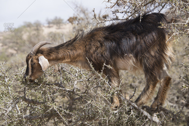 Goat Grazing On Argan Tree Standing On Limb Amongst Thorns; Agadir-Ida Ou Tanane, Morocco