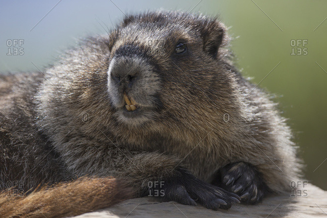 Hoary Marmot (Marmota Caligata), Yoho National Park; British Columbia, Canada