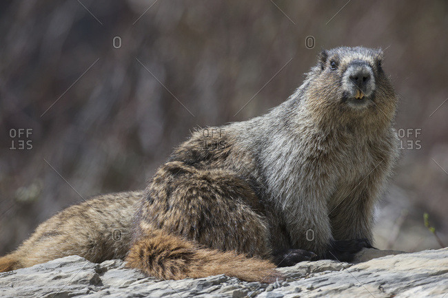 Hoary Marmot (Marmota Caligata), Yoho National Park; British Columbia, Canada