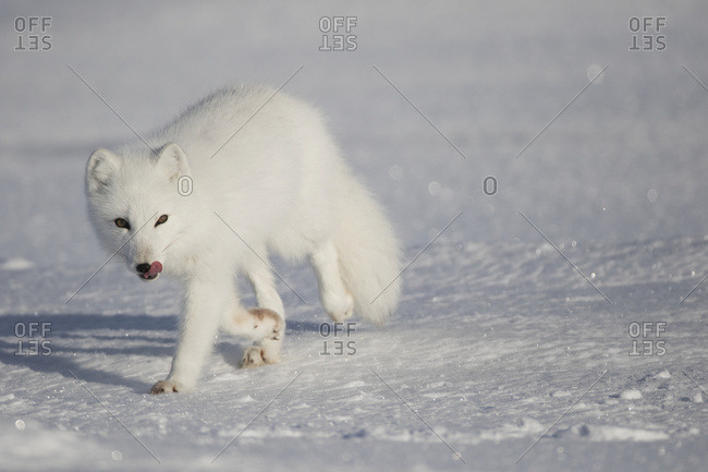 Arctic Fox (Vulpes Lagopus) In The Sunshine; Churchill, Manitoba, Canada