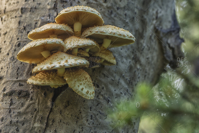 A Cluster Of Mushrooms Grows On A Tree Near Mayo; Yukon, Canada