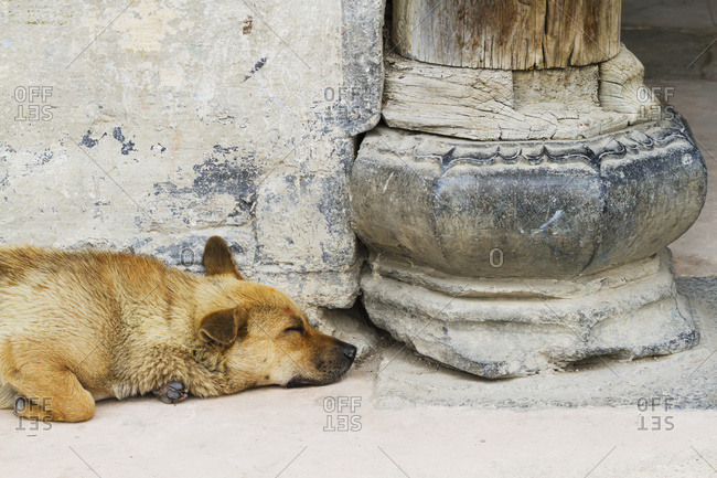 Sleeping Dog, Hongcun, Anhui, China