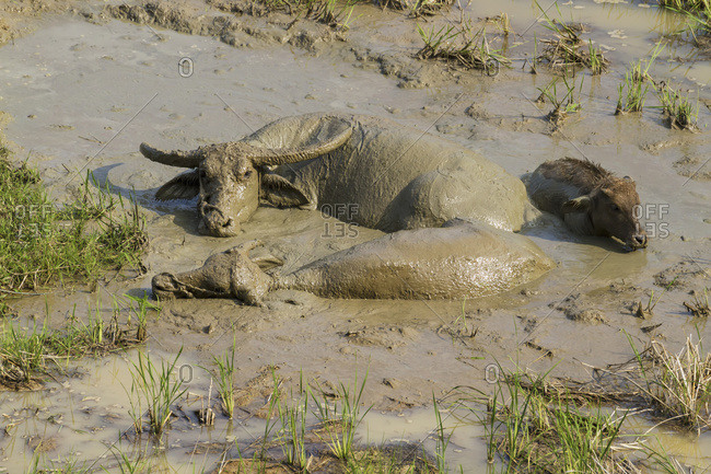 Water Buffaloes In The Mud, Seri, Toraja Land, South Sulawesi, Borneo, Indonesia