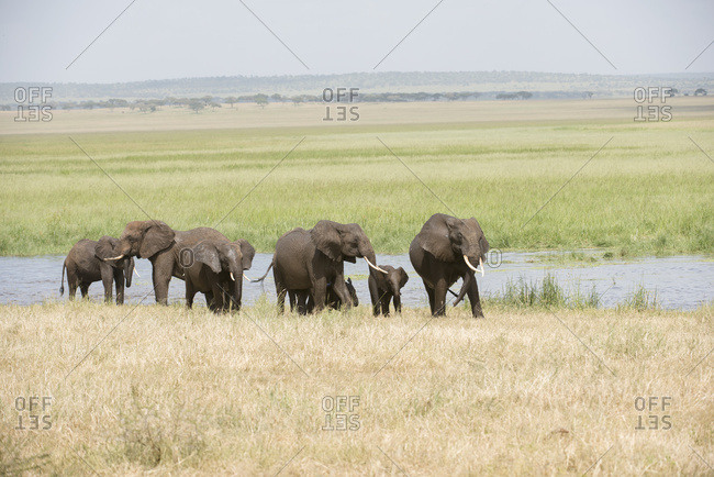 Elephant Family Group In Silale Swamp, Tarangire National Park; Tanzania