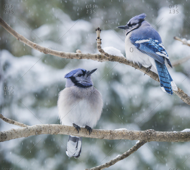 Blue jay bird beautiful bird Cut Out Stock Images & Pictures - Alamy
