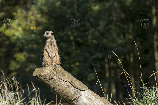 A Meerkat (Suricata Suricatta) Sits Watchful And Alert On A Log; North Yorkshire, England