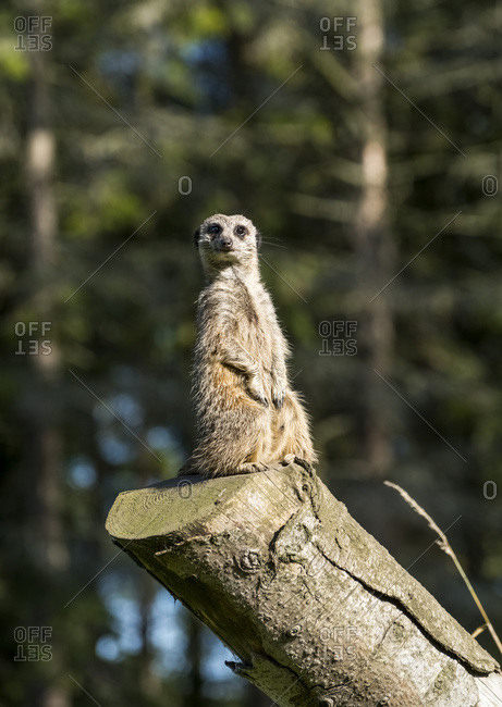 A Meerkat (Suricata Suricatta) Sits Watchful And Alert On A Log; North Yorkshire, England
