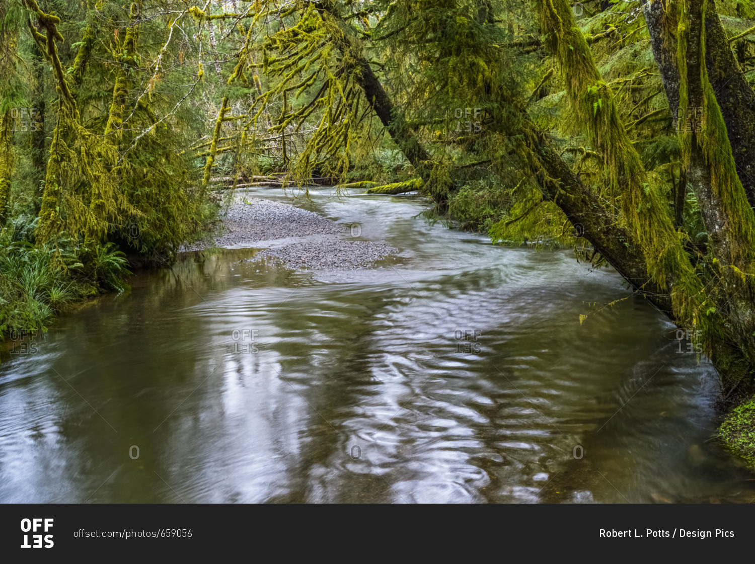 Ecola Creek Flows Through Mossy Rain Forest; Cannon Beach, Oregon, United States Of America