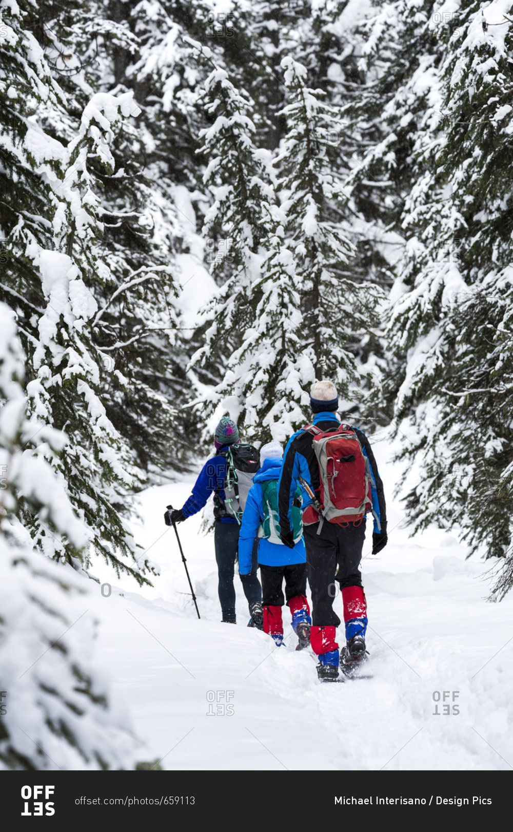A Group Snowshoeing Along A Trail In A Snow Covered Forest, East Of Field; British Columbia, Canada
