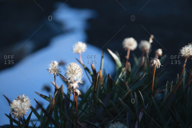Small flowers and plant growth next to a snow patch