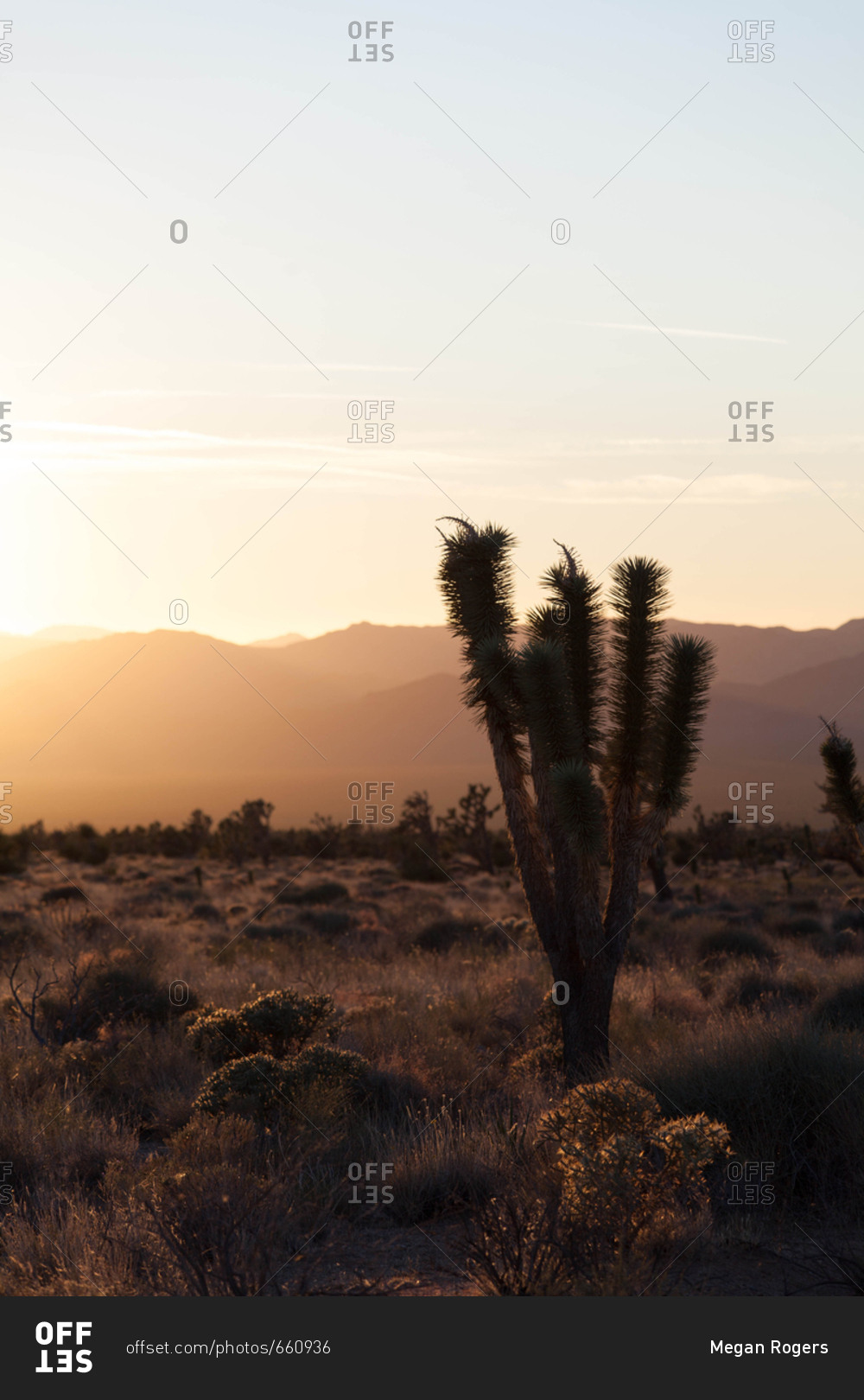 Joshua trees during sunset in Mojave desert