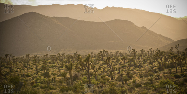 Cactus in desert landscape - Offset