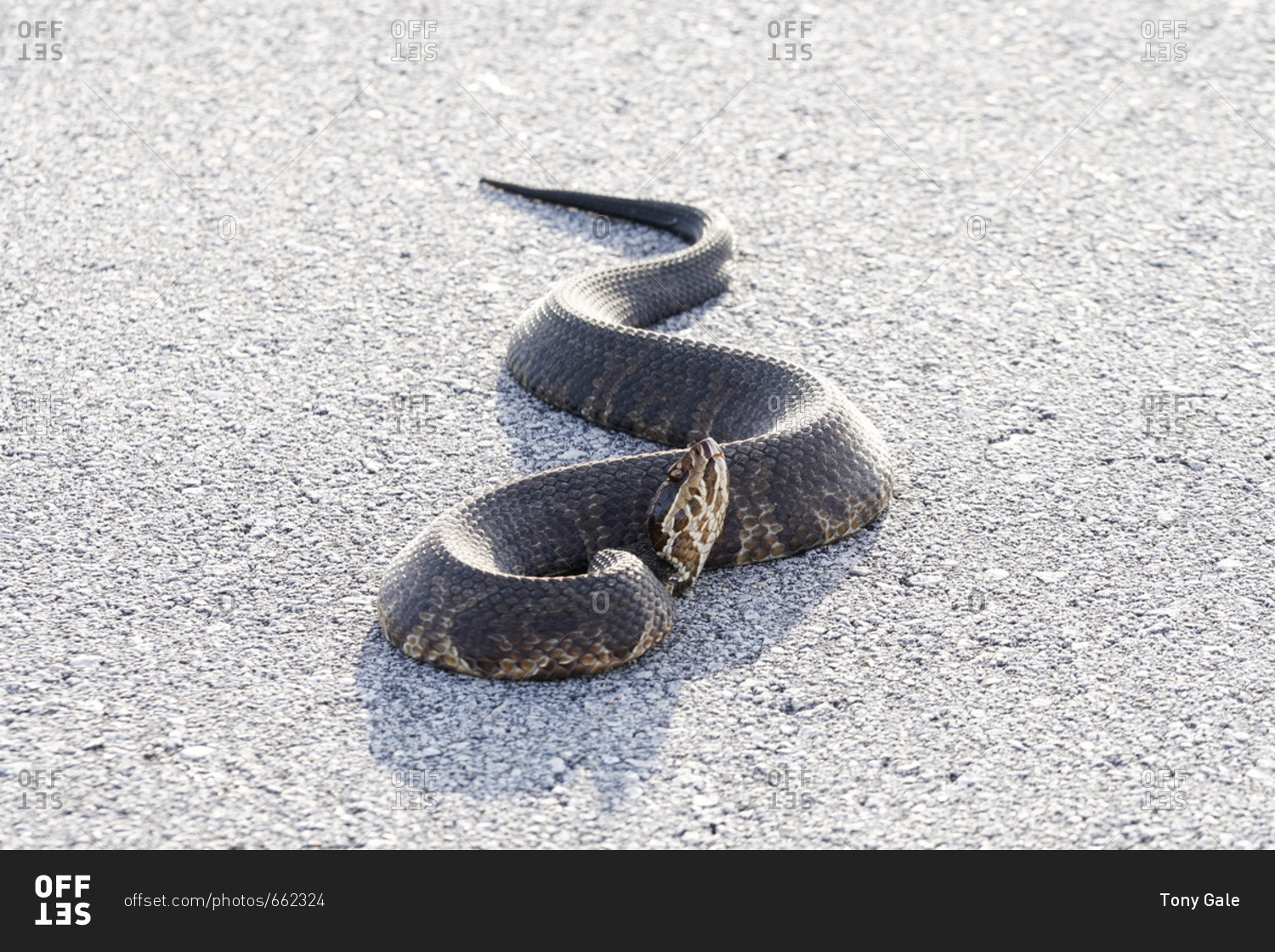 Cottonmouth snake in the Everglades National Park, Florida stock photo OFFSET
