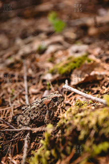 Close-up of frog in forest