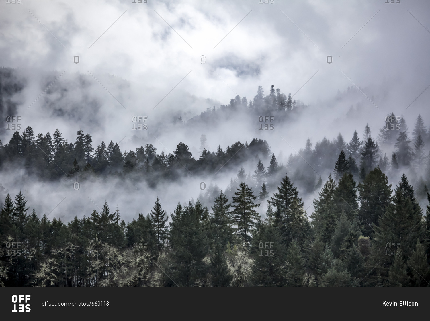 Pine trees in the coastal mountains of Humboldt County, California obscured by clouds and mist