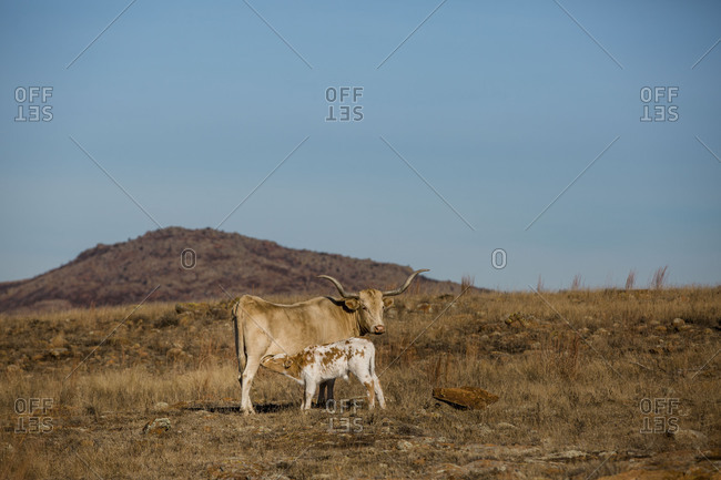 Texas Longhorn cow suckling her calf in arid pasture
