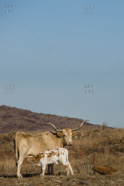 Texas Longhorn cow feeding her calf in arid pasture