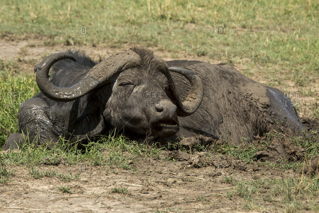 Muddy water buffalo sitting on grassy field during sunny day