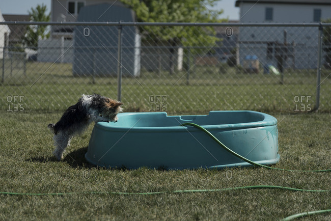 Side View Of Yorkshire Terrier Rearing Up On Wading Pool At
