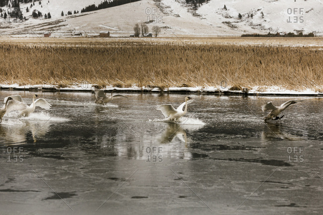 swans in lake during winter