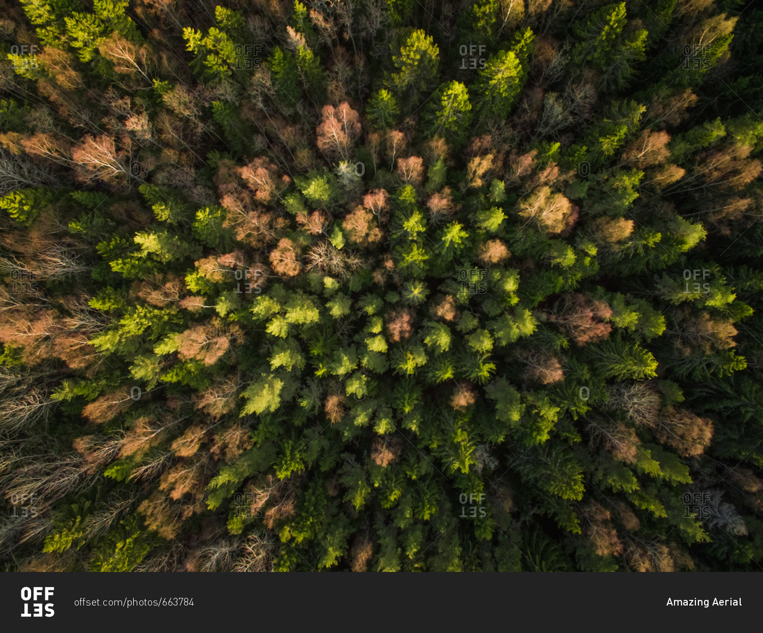 Aerial view of a forest during fall season in Estonia