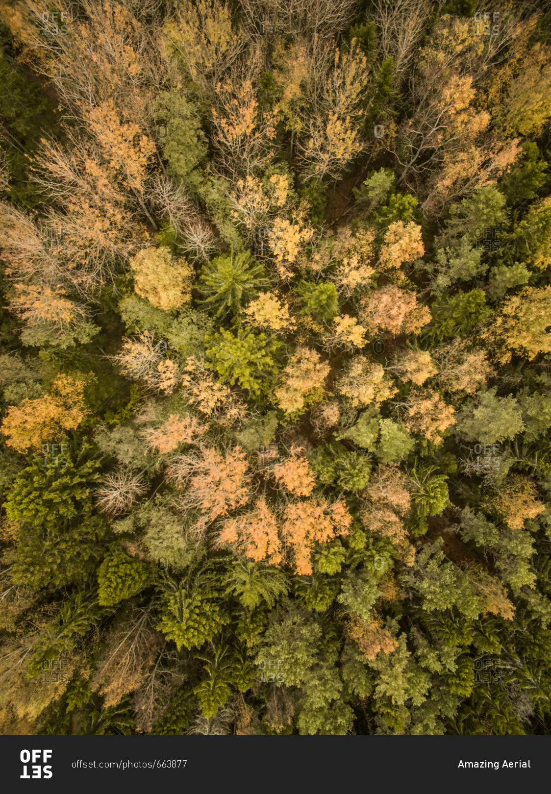 Aerial view of colorful forest in Estonia