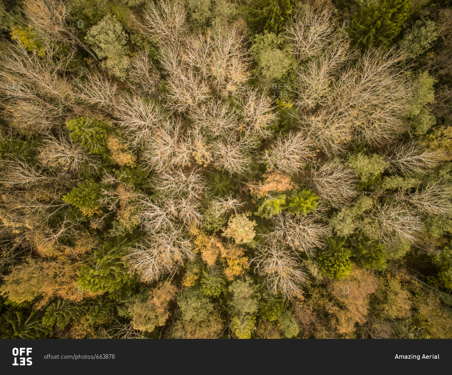 Aerial view of colorful forest in Estonia
