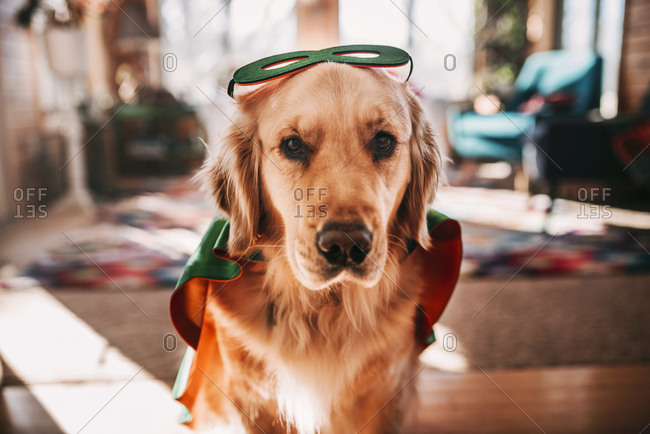 Golden retriever dog dressed as super hero