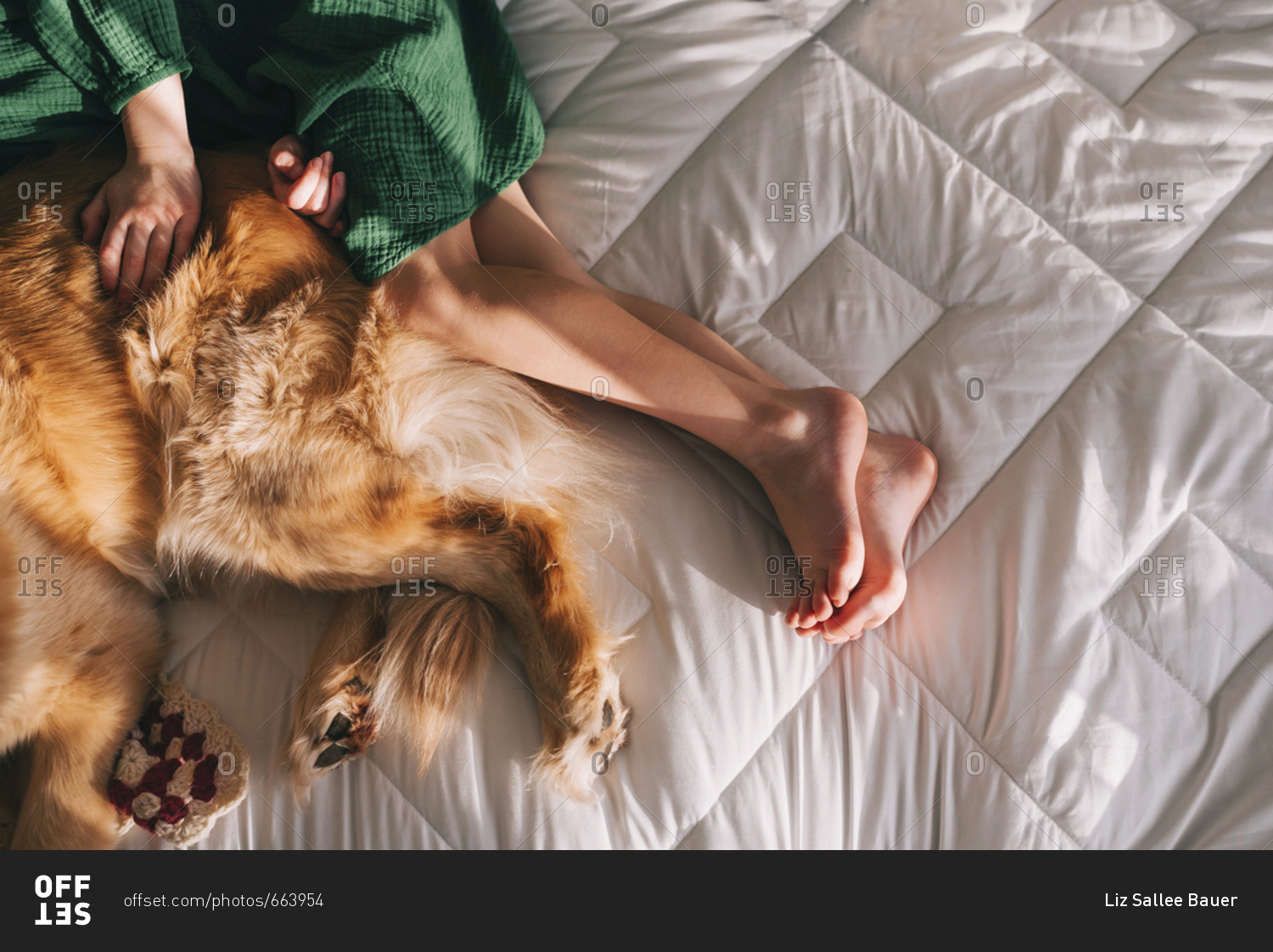 Top down view of legs of young girl and pet Golden Retriever lying together on bed