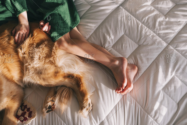 Top down view of legs of young girl and pet Golden Retriever lying together on bed