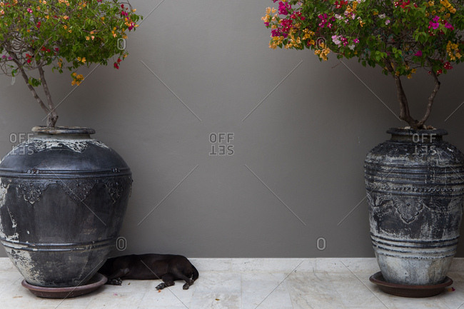 Dog napping by flower pots, Koh Samui, Thailand