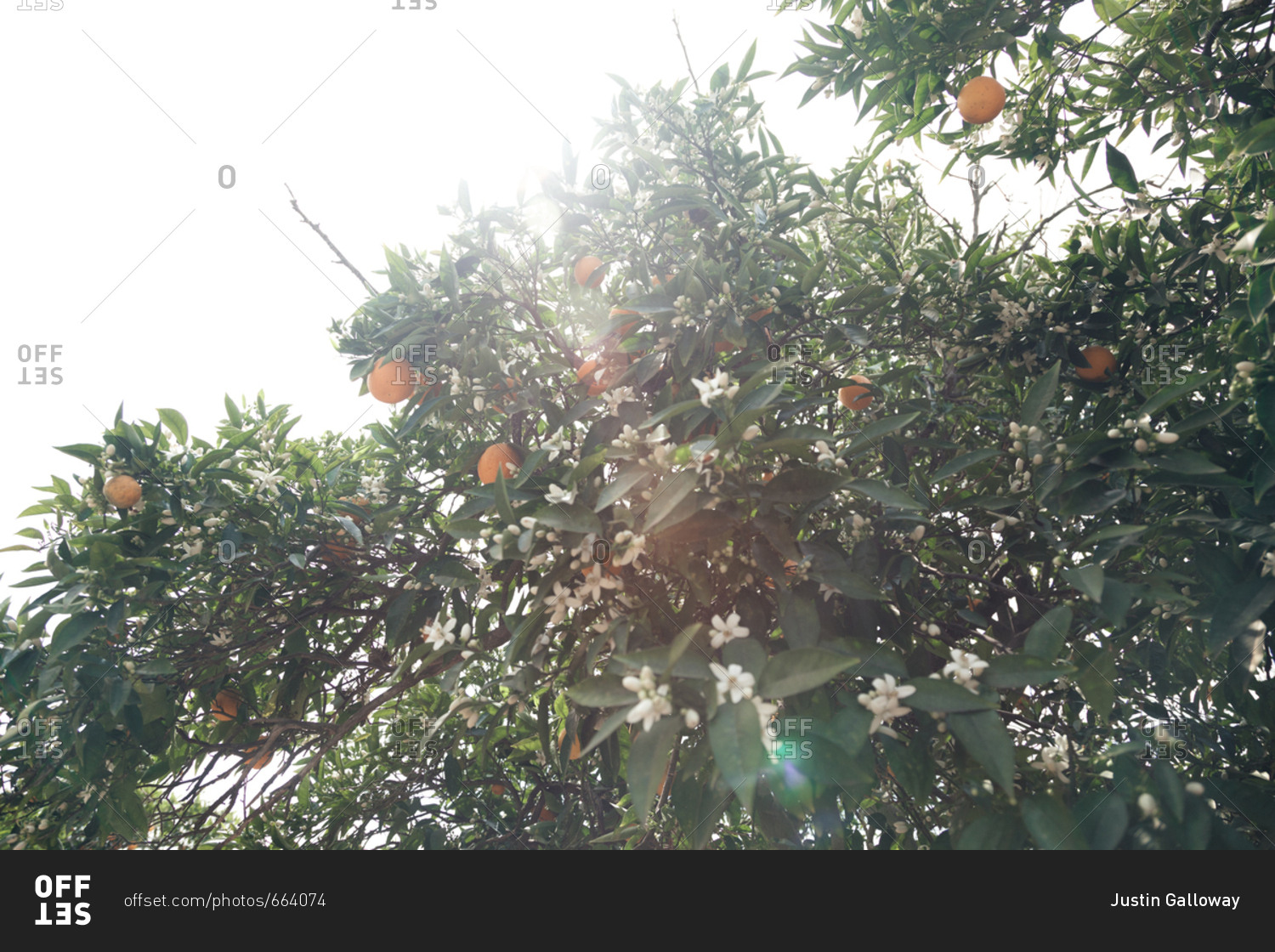 Orange tree with blossoms and oranges