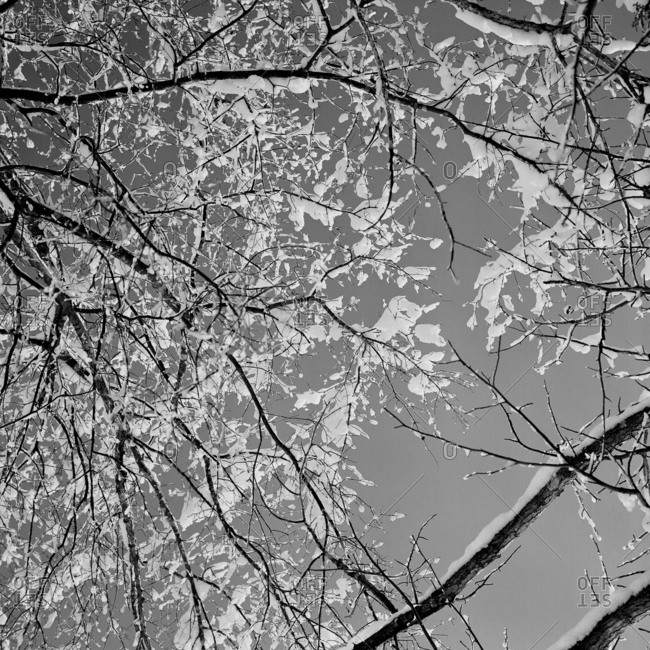 Lower view of icy tree branches in winter