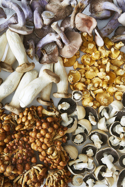 Variety of edible mushrooms