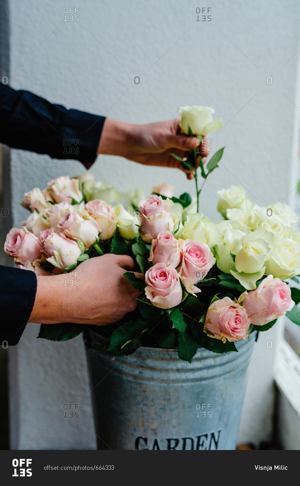 Hands selecting roses from big pile of beautiful roses placed in metal vase in flower shop