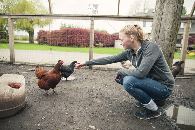 Teenage girl reaching out to chicken at farm, Chilliwack, British Columbia, Canada