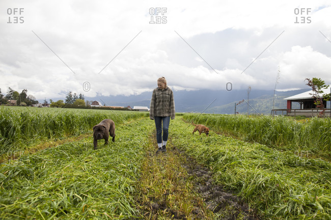 Teenage girl walking two dogs in freshly cut field, Chilliwack, British Columbia, Canada