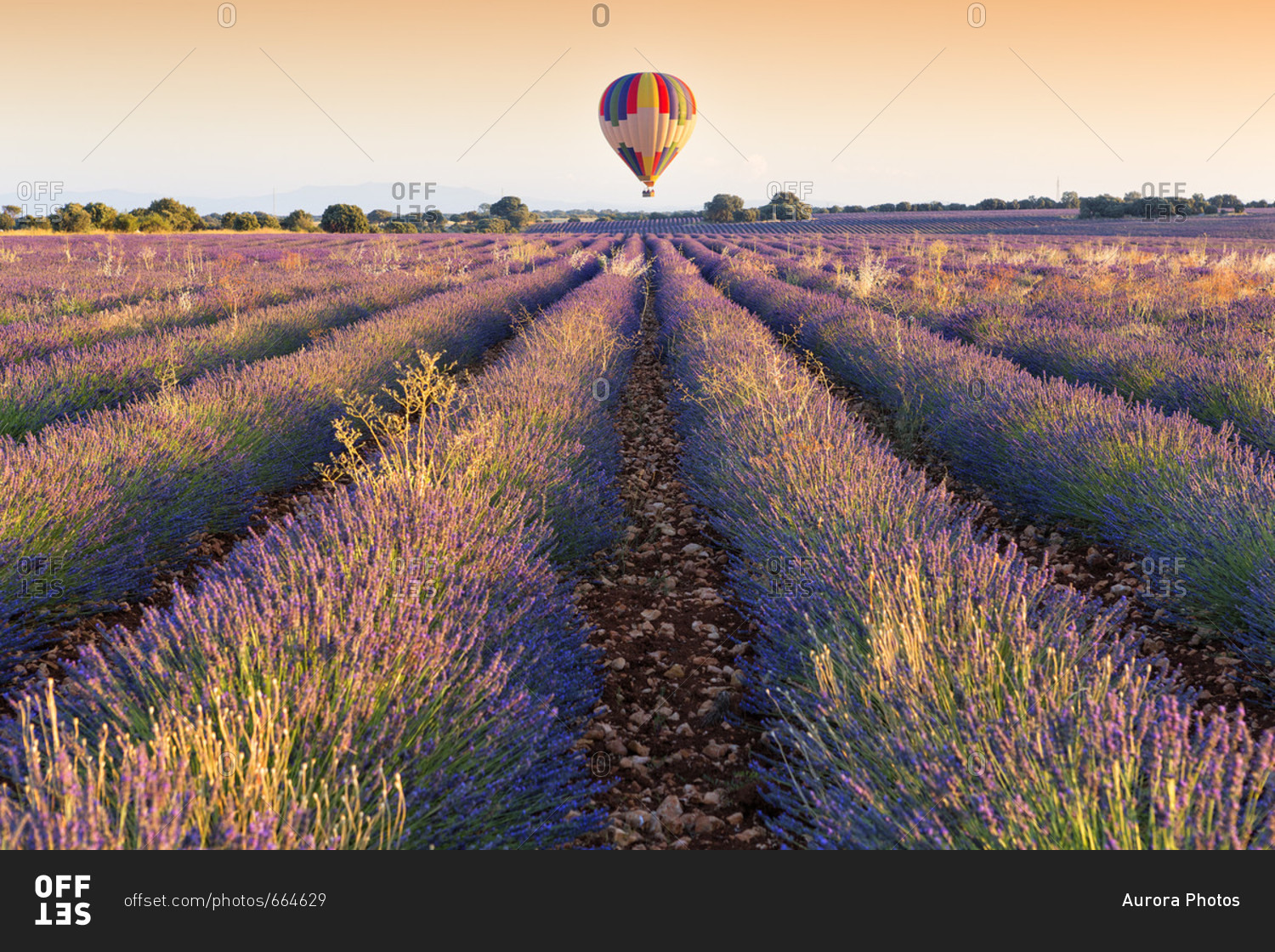 Balloon over Lavender plantation, Brihuega, Guadalajara province, Castilla La Mancha, Spain