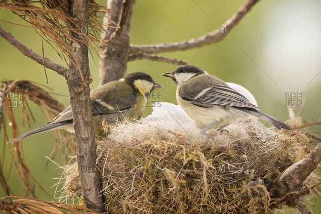 Two great tit (Parus major) birds in nest with eggs, Bispgarden, Jamtland, Sweden