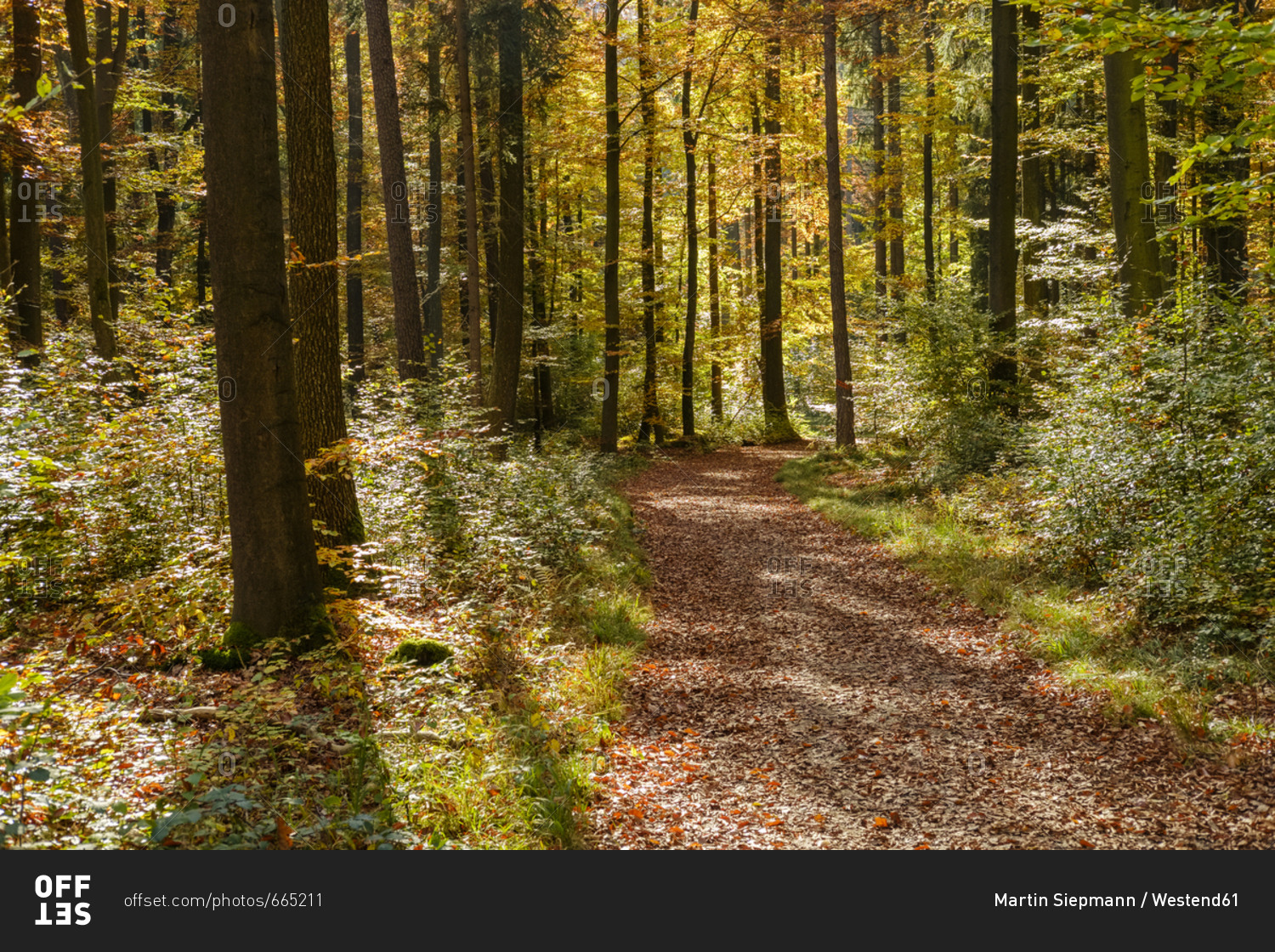 Germany- Bavaria- Lower Bavaria- near Kelheim- Weltenburger Enge- forest path in autumn