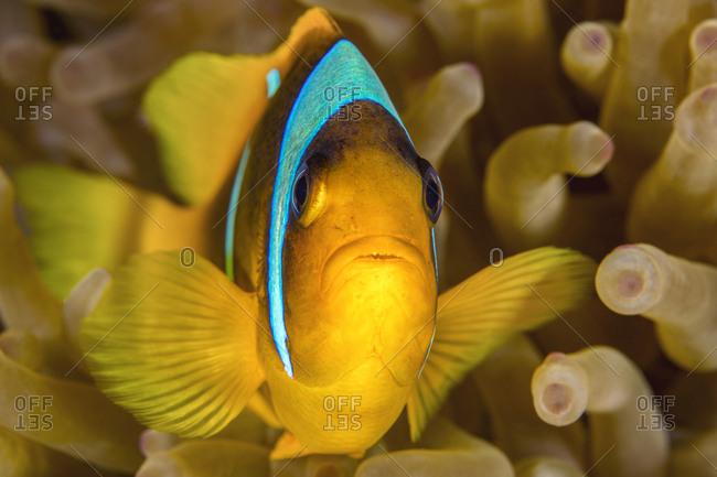 Egypt- Red Sea- Hurghada- red sea anemonefish