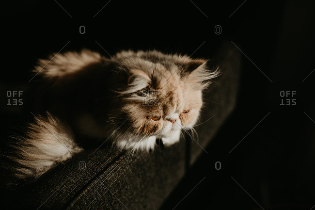Exotic shorthair cat watchfully idling on couch
