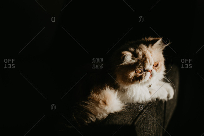Exotic shorthair cat idling in sun on couch