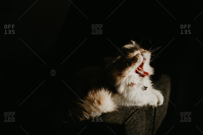Exotic shorthair cat yawning in sun on couch